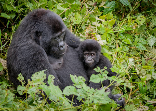 Gorillas in Bwindi National Park